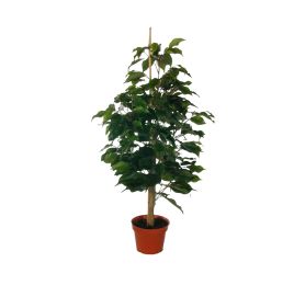 EXOTICA FICUS WINDOW TREE 65CM IN POT GREEN
