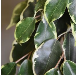 EXOTICA FICUS WINDOW TREE 65CM IN POT GREEN