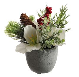 HELLEBORUS ARRANGEMENT IN POT