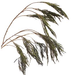 RICE SPRAY X12 GOLD STEM 120CM BLUE GREEN