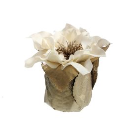 CHRISTMAS ROSE LEAF POT 11CM CREAM