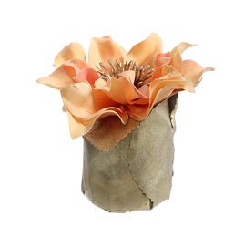 CHRISTMAS ROSE LEAF POT 11CM SALMON