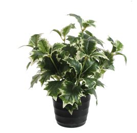 HOLLY LEAF IN POT GREEN WHITE