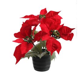 POINSETTIA X3 IN POT RED