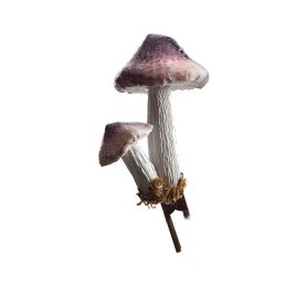 SMALL MUSHROOM ON CLIP PURPLE