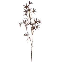 EUCOMIS SPRAY 75CM TAUPE