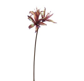AMARYLLIS SHINY 80CM MASSALA