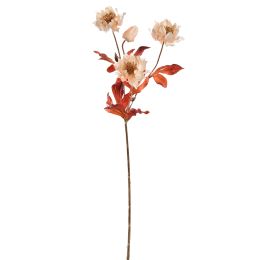 HELLEBORUS 66CM ROSE CREAM