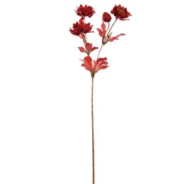 HELLEBORUS 66CM GOLD RED