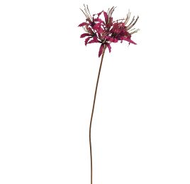 LYCORIS RADIATA 70CM GOLD AUBERGINE