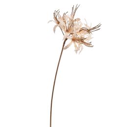 LYCORIS RADIATA 70CM GOLD CREAM