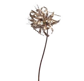 LYCORIS RADIATA 95CM CHAMPAGNE