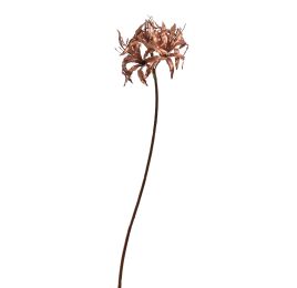 LYCORIS RADIATA 95CM ROSE
