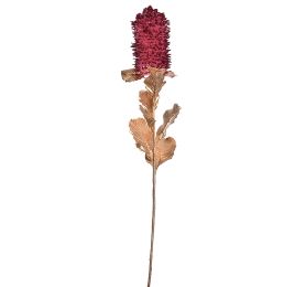 CALLISTEMON CITRINUS 69CM BEAUTY