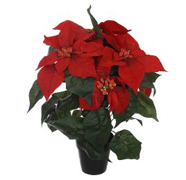 POINSETTIA IN POT 35CM RED