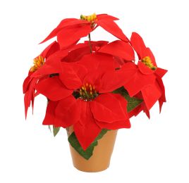 POINSETTIA X6 IN POT 35CM RED