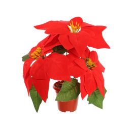 POINSETTIA X3 IN POT 25CM RED