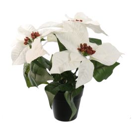 POINSETTIA X3 IN POT 25CM CREAM