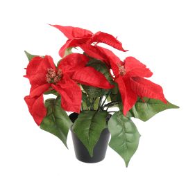 POINSETTIA X3 IN POT 25CM RED