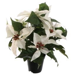 POINSETTIA X5 IN POT 36CM CREAM