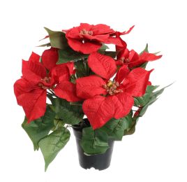 POINSETTIA X5 IN POT 36CM RED