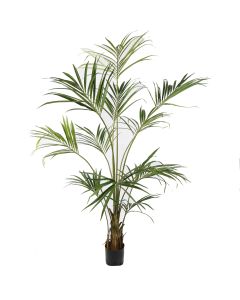 KENTIA PALM X 11 210CM GREEN
