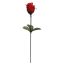 SMALL ROSE BUD ON FS W/LVS RED