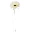 GERBERA PICK CREAM