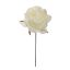 OPEN ROSE PICK CREAM