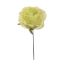 LARGE OPEN ROSE PICK GREEN