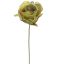 ROSE 22CM GREEN