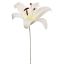 LILY HEAD K.D PACKING 50CM CREAM