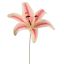 LILY HEAD K.D PACKING 20CM CREAM PINK