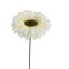 GERBERA PICK 15CM CREAM