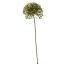 ALLIUM PICK 23CM CREAM PINK