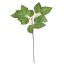 SMALL ROSE LEAF PICK 20CM GREEN