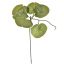 GERANIUM LEAF PICK 20CM LIGHT GREEN