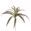 SPIDER LEAF 40CM BURGUNDY
