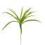 SPIDER LEAF 40CM GREEN YELLOW