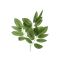 MAGNOLIA LEAF SPRAY 70CM GREEN