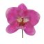 LARGE ORCHID HEAD ON STEM 8 CM LAVENDER