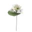 BOUGANVILLEA PICK CREAM