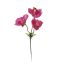 ORCHID PICK X 3 BEAUTY