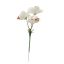 ORCHID PICK X 3 CREAM