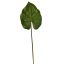 MEDIUM CALADIUM LEAF 79CM GREEN