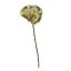 BRASSIA SPRAY 50CM GREEN