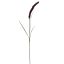 SINGLE FOXTAIL 100CM BURGUNDY