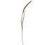 SINGLE FOXTAIL 100CM CREAM