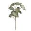 COLEUS LEAF SPRAY X 5 68CM GREEN