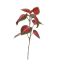COLEUS PICK BURGUNDY 36CM GREEN